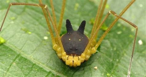 Harvestman Spider With A 'Black Bunny' Head Captured On Video