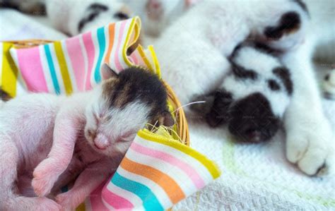 Cute Kittens Sleeping - Stock Photos | Motion Array