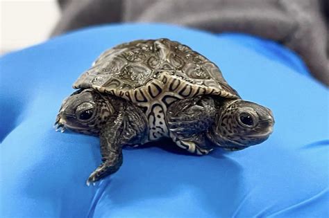 Meet the Two-Headed Turtle, Mary-Kate and Ashley | Discover Magazine