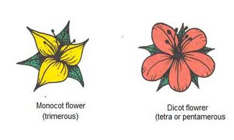 Monocots and Dicots: Characteristics and Differences | Biology EduCare