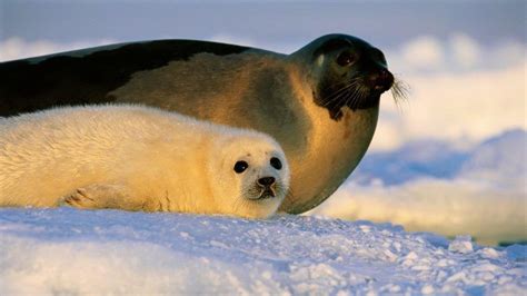 Harp seal mother and pup : r/seals