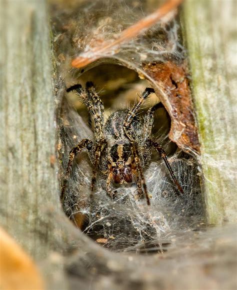 Wolf Spider Lair Photograph by Steve Harrington - Fine Art America