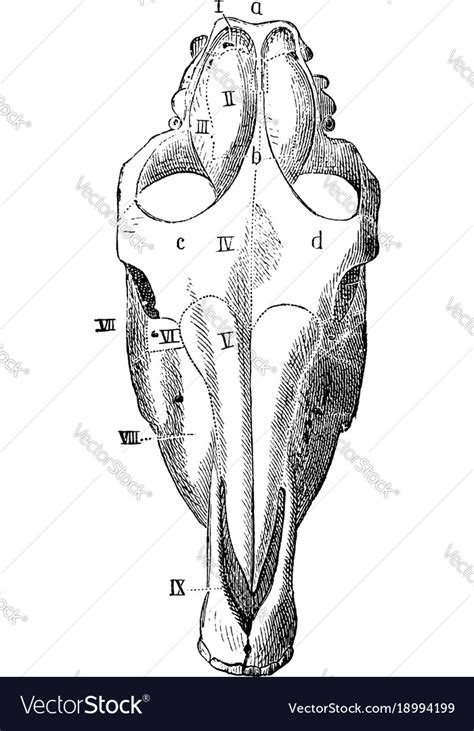 Horse skull seen from above vintage Royalty Free Vector