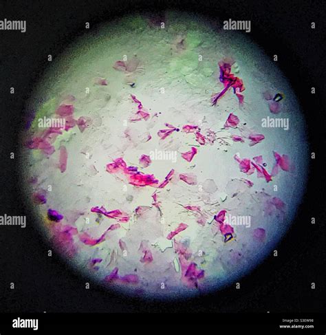 Human Skin Layers Microscope