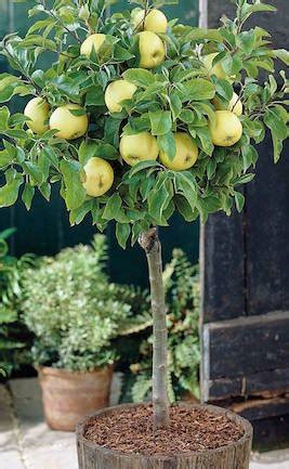 How to Plant and Grow Patio Fruit | Van Meuwen