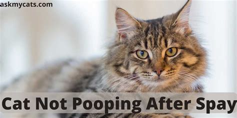 Cat Not Pooping After Spay: Reasons & Solution