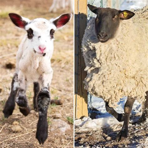 Lambs vs. Sheep: 7 Differences Explained