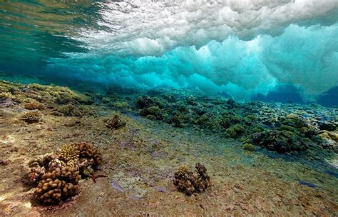 Sunlit Zone - Woods Hole Oceanographic Institution