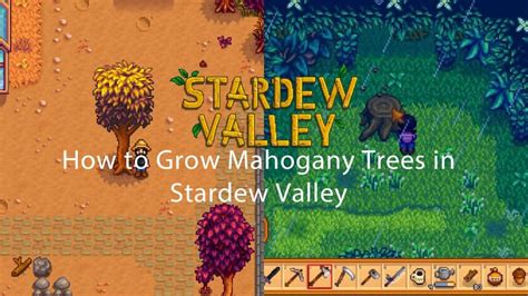 Cómo Cultivar árboles De Caoba En Stardew Valley - Game NewS