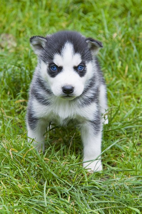 siberian husky puppies Stock Photo by perutskyy | PhotoDune