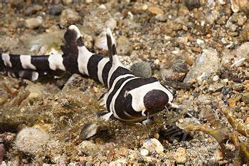 Philippines, Banded cat shark or Brownbanded bamboo shark ...