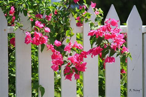 Bougainvillea On A White Fence Photograph by Roena King