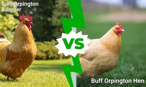 Buff Orpington Roosters Vs Hens - IMP WORLD