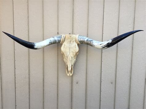 Texas Longhorn Skulls #261 – Texas Mounted Longhorns