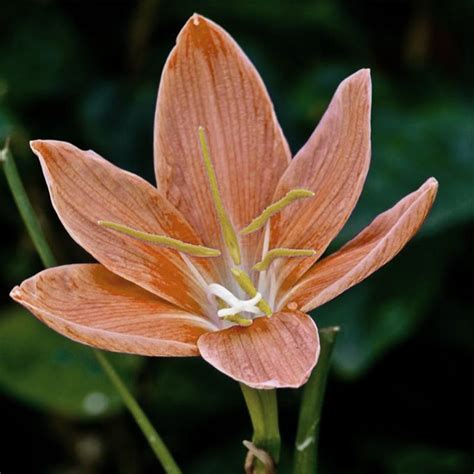 Zephyranthes Candida Bulbs, 1 Bulb/pack – GreenSeedGarden