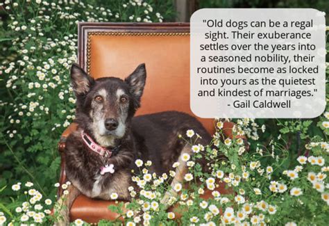 25 Senior Dog Quotes That Will Make Your Heart Melt - Caring for a Senior Dog