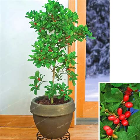 Aliexpress.com : Buy 30 Pcs Synsepalum Dulcificum Fruit Bonsai Rare Miracle Fruit Bonsai ...