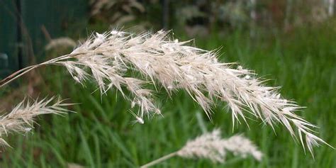 A Guide To Australian Native Grasses | Experienced Lawn Care professionals