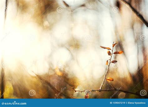 Autumn Leaves with Blurred Trees . Fall Blurry Background Stock Image - Image of orange, fall ...