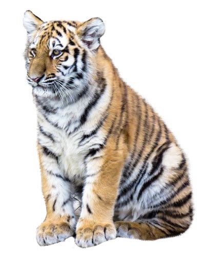 Baby Tiger Png | Free PNG Image