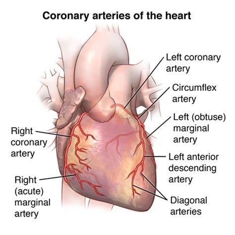 Arteries Of The Heart Diagram