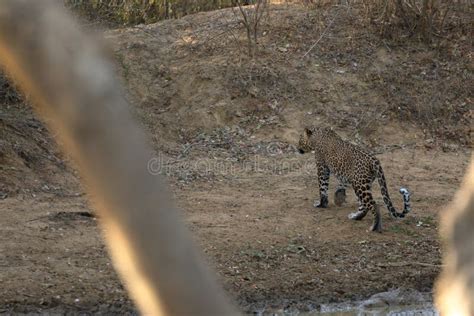 Leopards in the Yala National Park of Sri Lanka Stock Image - Image of ...