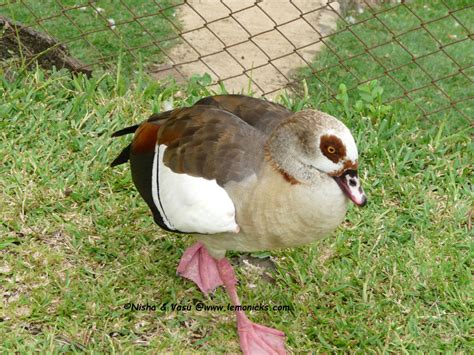 Wildlife in Mauritius | wildlife nature | mauritius | lemonicks