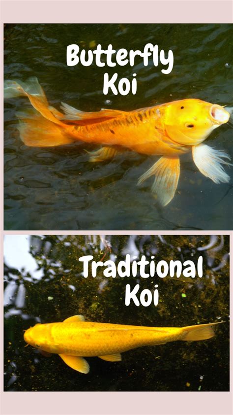 Are Butterfly Koi Real Koi (Find Out Here) - Pond Heaven