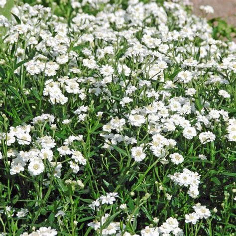 ACHILLEA ptarmica - The Pearl, buy,seed | Australian Seed