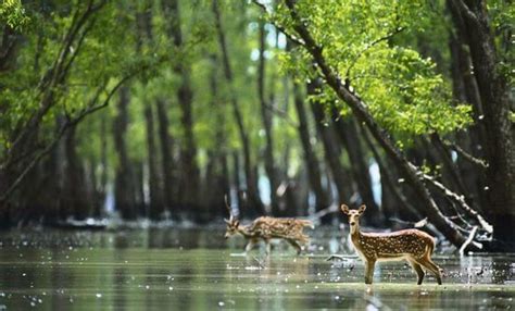 Sundarbans: el bosque de manglar más grande del mundo – Mi Viaje