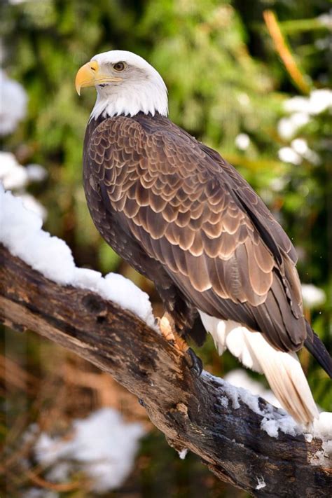 New York Gov. Cuomo ruffles feathers by revealing illegal eagle ...