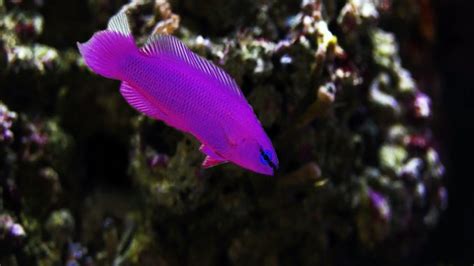 The Complete Orchid Dottyback Care Guide | Fishkeeping World