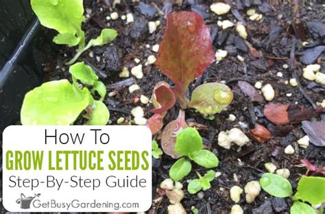 Growing Lettuce From Seed: The Complete How To Guide - Get Busy Gardening