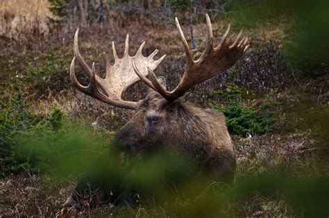 Best Locations to Find A Moose in Alaska - Where to See Moose in Alaska ...