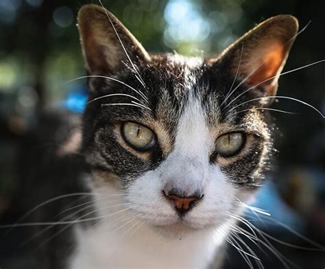 fibrosarcoma in cats treatment - Taren Beaver