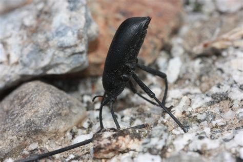 Desert stink beetle (Eleodes sp) a genus of darkling beetle ...