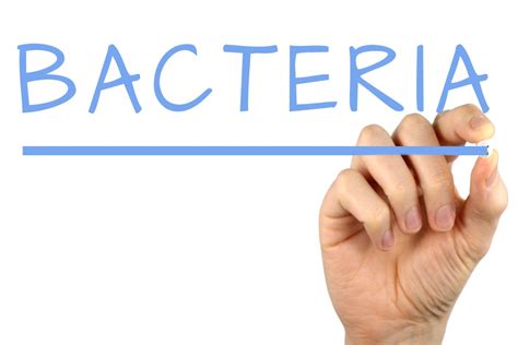 Bacteria - Free of Charge Creative Commons Handwriting image