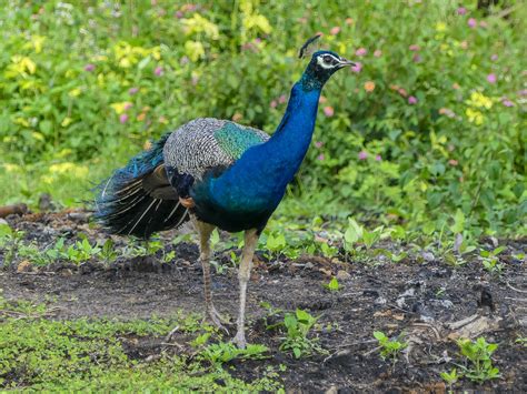 Definitive Guide To Indian Peafowl Facts, Habitat, Conservation Status ...