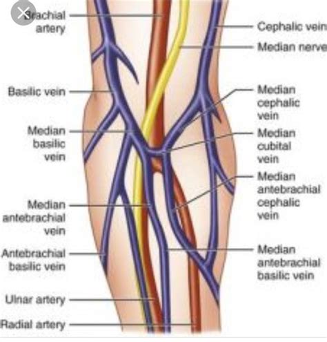 Pin by Jejujeju on Anatomy | Pharmacology nursing, Phlebotomy study ...