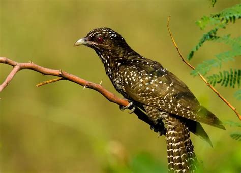 Asian Koel - Facts, Diet, Habitat & Pictures on Animalia.bio