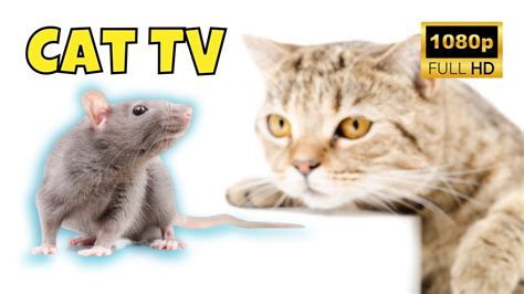 Cat TV: Videos for Cats 😺 8 Hours of Mice 🐭 Ep. 6 - YouTube