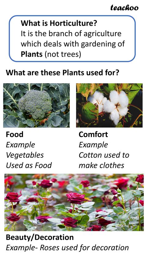 What is Horticulture? - Advantages, Problems faced - Economics Class