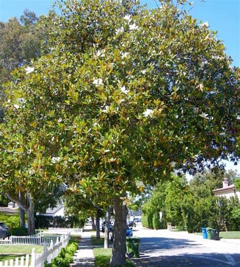 Southern Magnolia Tree | Garden View Landscape, Nursery & Pools