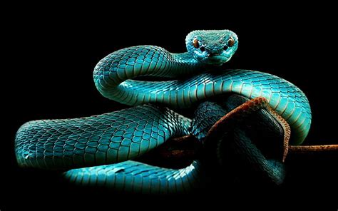 HD wallpaper: Blue Snake, teal snake wallpaper, Animals, reptile, black background | Wallpaper Flare