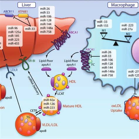 Macrophage apoptosis, autophagy and necroptosis in... | Download ...