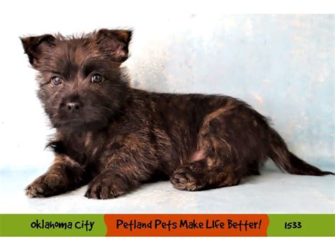 Cairn Terrier-DOG-Male-Black Brindle-4069767-Petland Oklahoma City & Tulsa