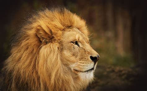 Free Lion Face Images, Download Free Lion Face Images png images, Free ...