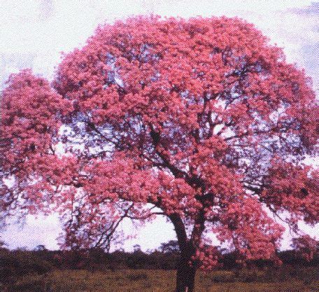 El Lapacho | Arboles de colores, Arboles para jardin, Jardines bonitos