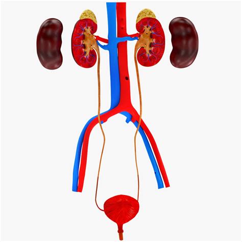 Urinary system 3D model - TurboSquid 1858179