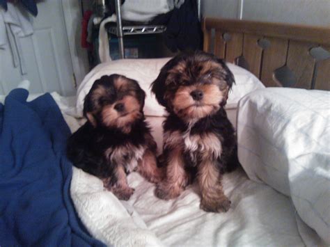 Corkie Puppies! Cocker Spaniel, Yorkie, Puppies, Dogs, Cute, Animals ...